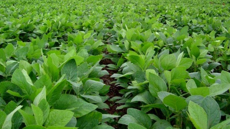 El NOA está en alerta por el picudo negro de la soja