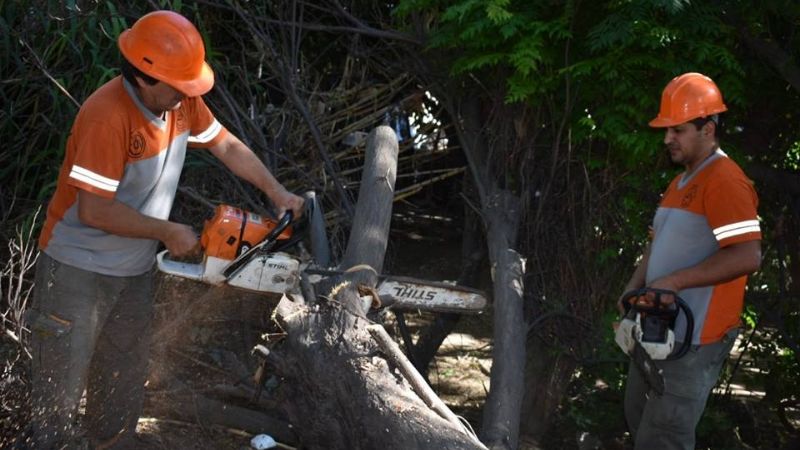 Por peligro de caída, cortaron dos árboles en una vivienda