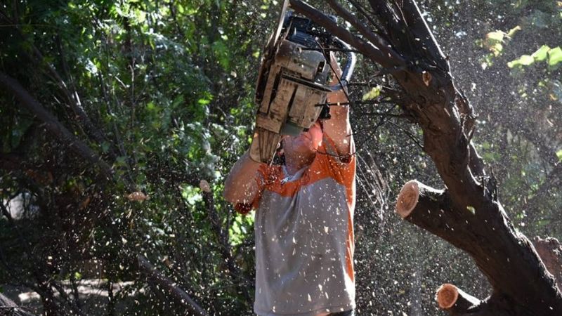 Por peligro de caída, cortaron dos árboles en una vivienda