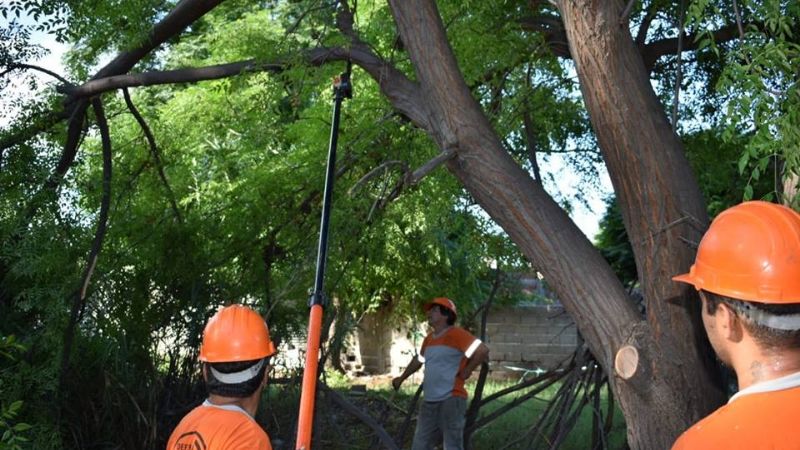 Por peligro de caída, cortaron dos árboles en una vivienda