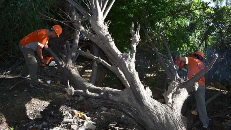 Por peligro de caída, cortaron dos árboles en una vivienda