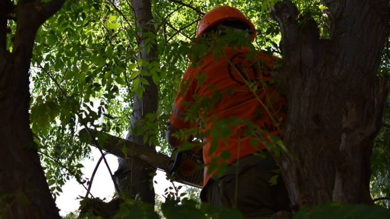 Por peligro de caída, cortaron dos árboles en una vivienda