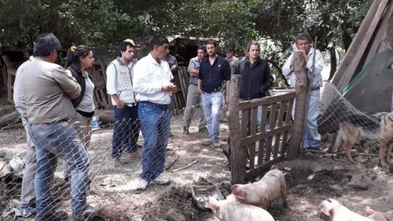 Jornada de producción porcina