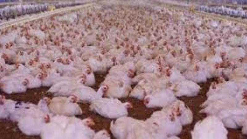 La producción avícola cobra un nuevo impulso