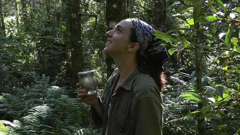 Fiebre Amarilla, un mal que no sólo afecta a humanos