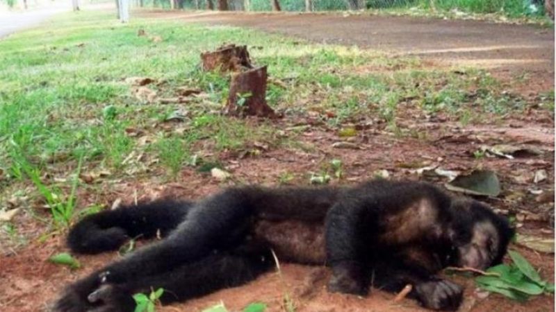 Brasil: mataron cientos de monos a causa de la fiebre amarilla