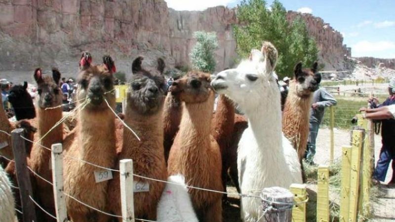 Dio inicio la Feria de la Puna 2018