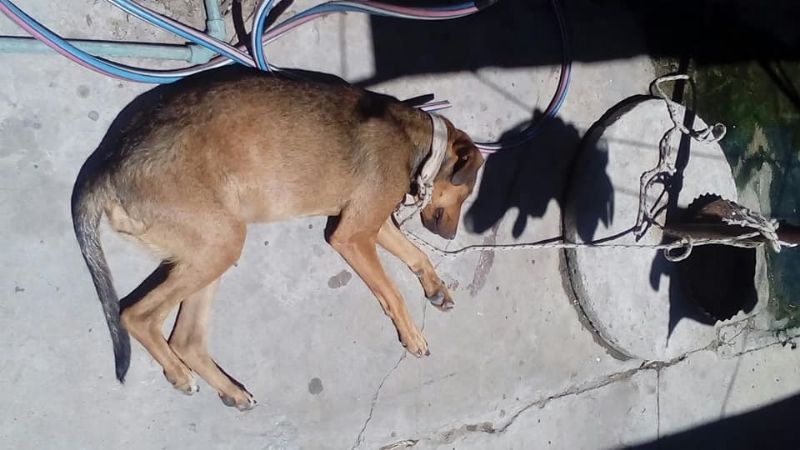 Perrita herida al defender a su dueña, víctima de violencia de género