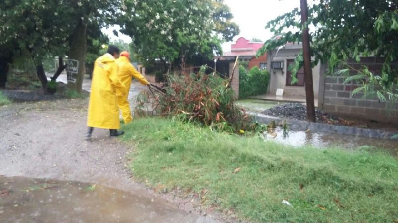 Restablecen el servicio de energía por caídas de árboles y postes