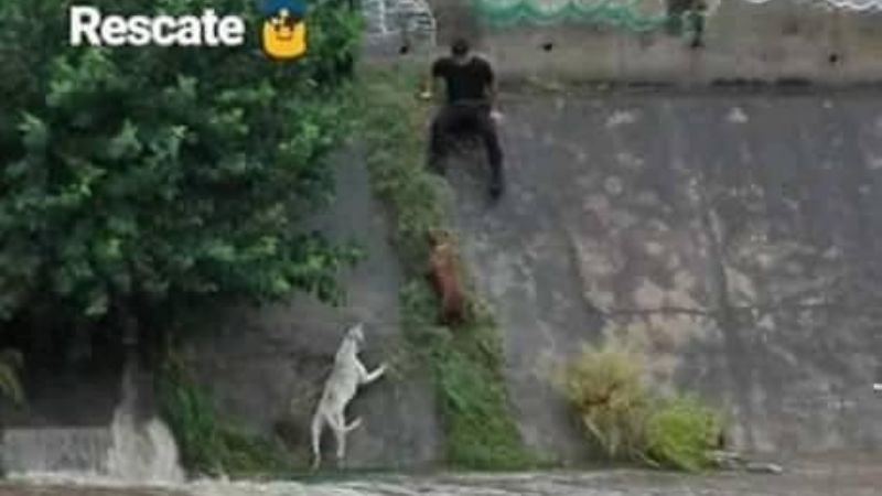 Bomberos rescatan a dos perros en el Fariñango
