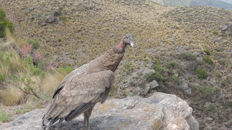 Liberan cóndor en El Portezuelo