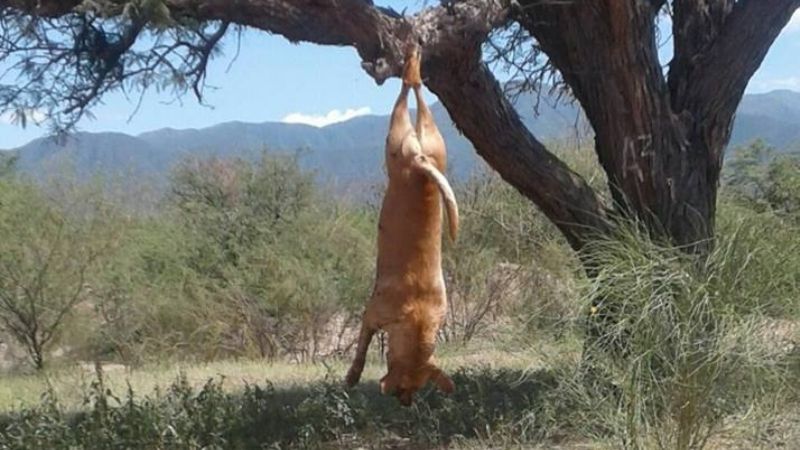 Terrible: Cuelga a los animales para que se ahoguen y mueran