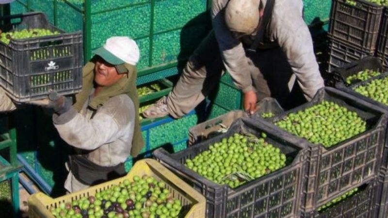 Olivícolas preocupados por el libre comercio