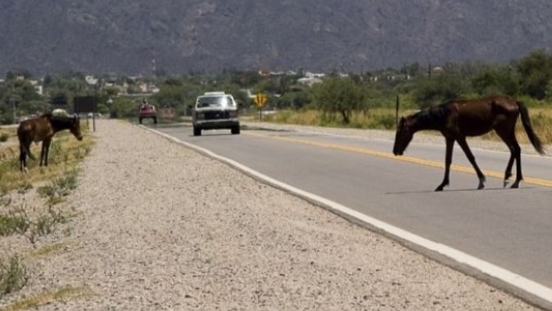 VN mantienen advertencia por la presencia de animales