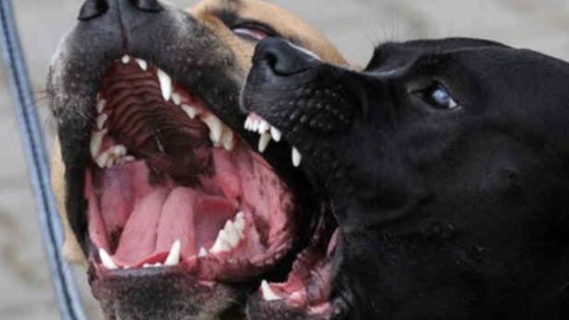 Una joven fue atacada por dos Pitbull y quedó hospitalizada