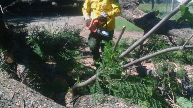 Retiraron dos árboles que derribó el temporal