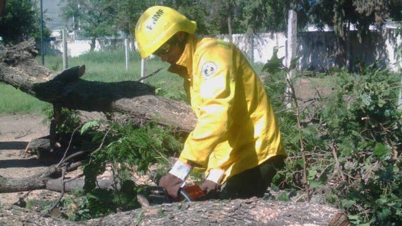 Retiraron dos árboles que derribó el temporal