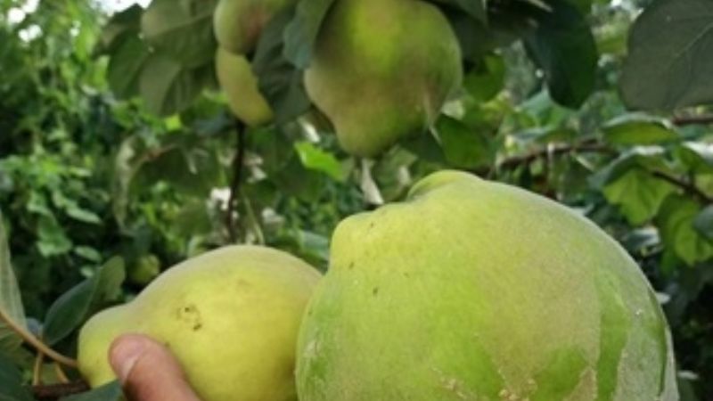 La cosecha de membrillos en Andalgalá superó los 3 millones de kilos