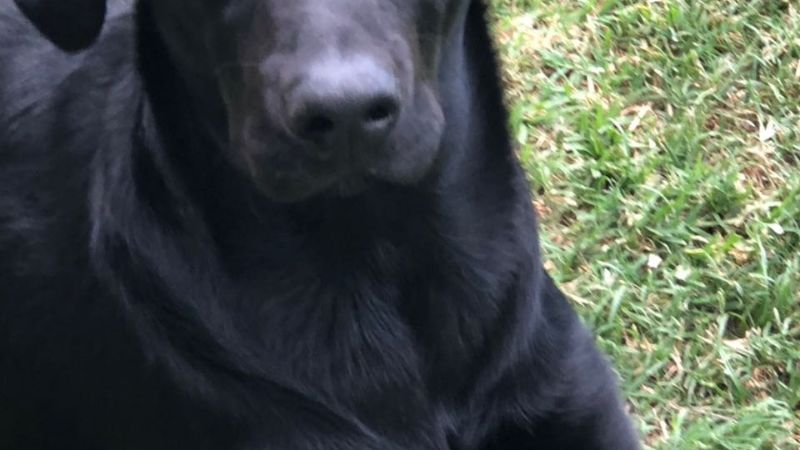 Buscan cachorra labrador extraviada