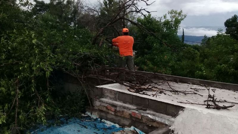 Por el temporal, un árbol cayó sobre una vivienda