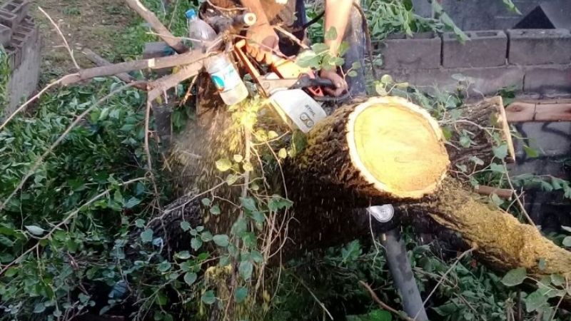 Por el temporal, un árbol cayó sobre una vivienda