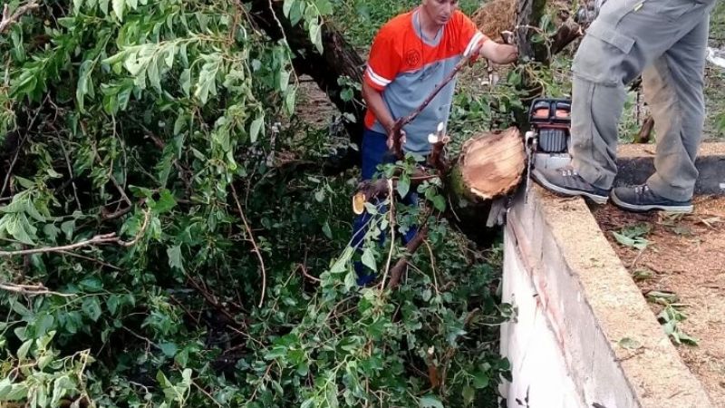 Por el temporal, un árbol cayó sobre una vivienda