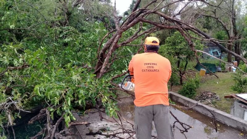 Por el temporal, un árbol cayó sobre una vivienda
