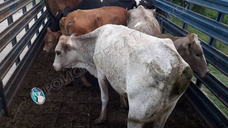 Secuestran animales sueltos en Valle Viejo
