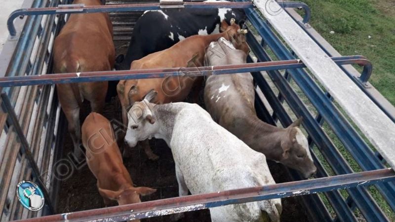 Secuestran animales sueltos en Valle Viejo