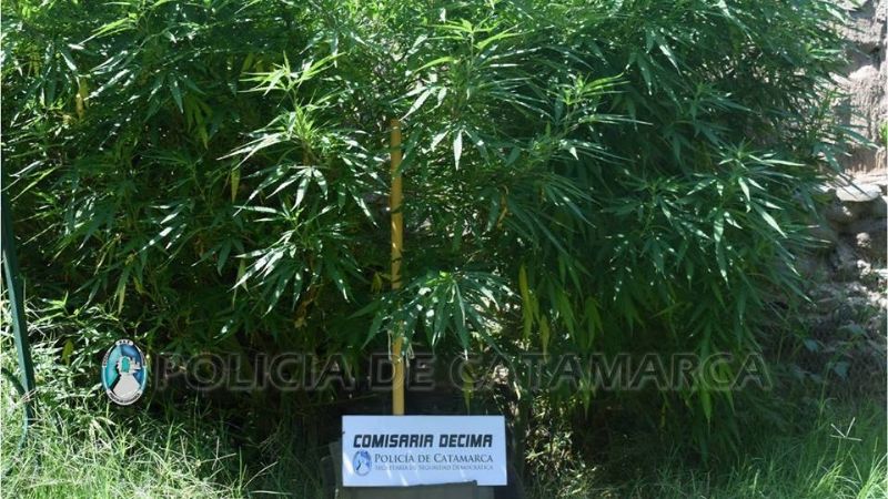 Llegaron por un robo y descubrieron dos plantas de marihuana