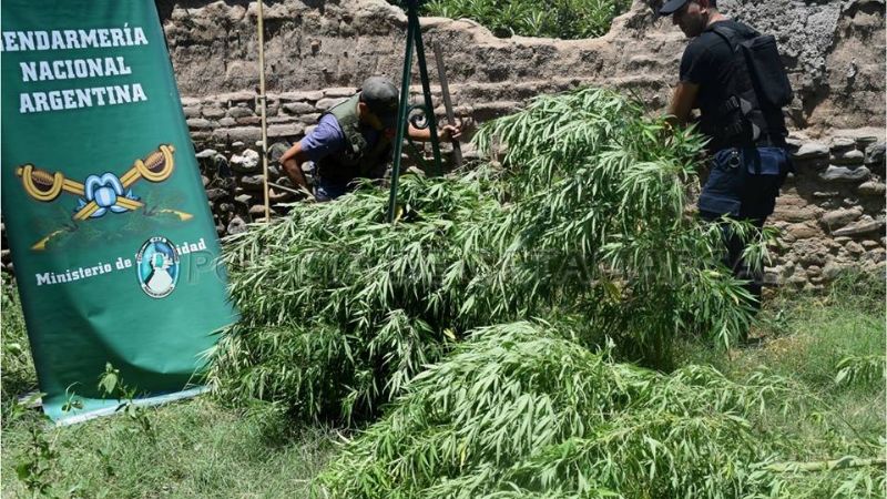 Llegaron por un robo y descubrieron dos plantas de marihuana