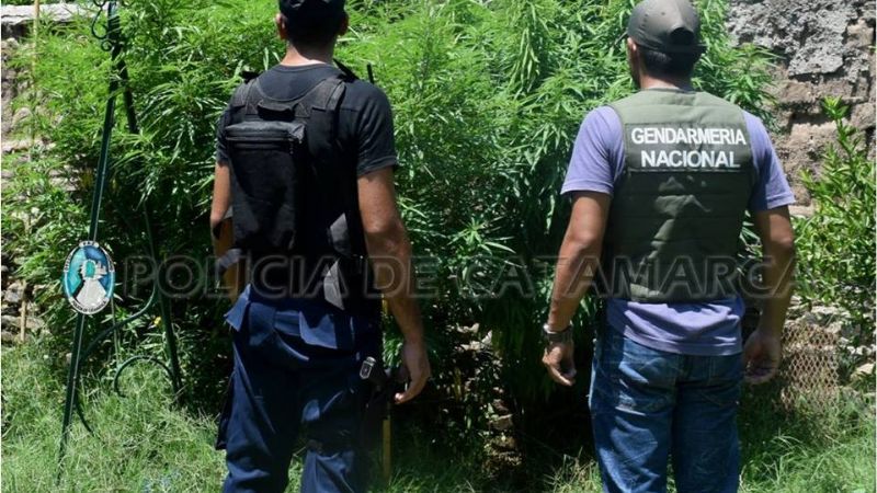 Llegaron por un robo y descubrieron dos plantas de marihuana