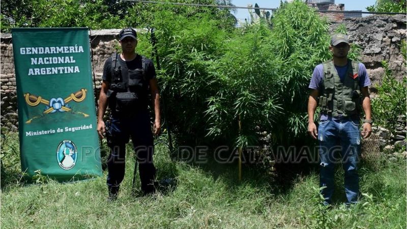 Llegaron por un robo y descubrieron dos plantas de marihuana