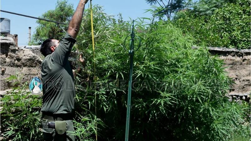 Llegaron por un robo y descubrieron dos plantas de marihuana
