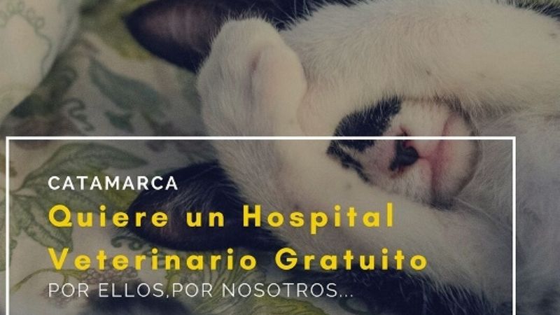 Se viraliza pedido de hospital veterinario gratuito