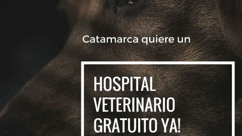 Se viraliza pedido de hospital veterinario gratuito