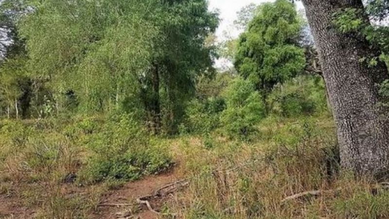 Programa Nacional de Restauración de los Bosques Nativos