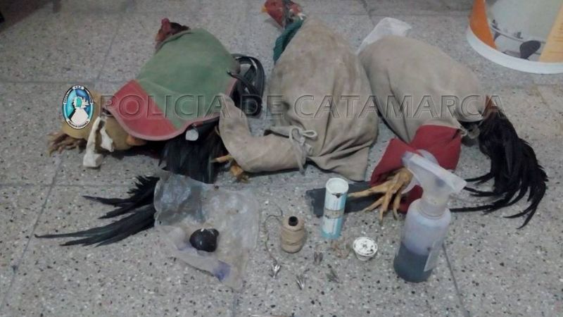 Secuestran tres gallos de riña