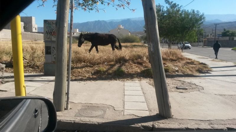 Secuestran un animal suelto cerca de la UNCa