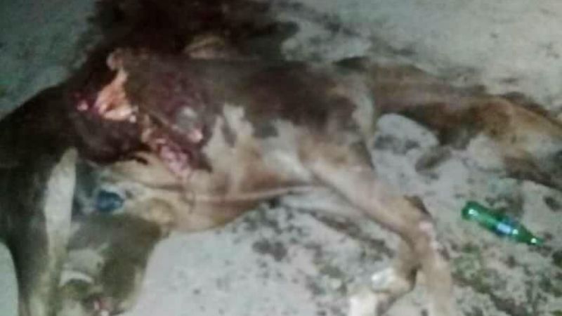 Ex concejal protagonizó un fuerte choque con un animal en la ruta 20