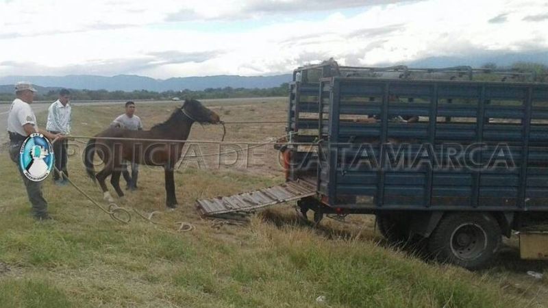 Secuestran un animal suelto en el sur