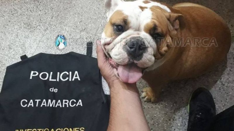 Recuperan un perro de raza robado en Valle Viejo