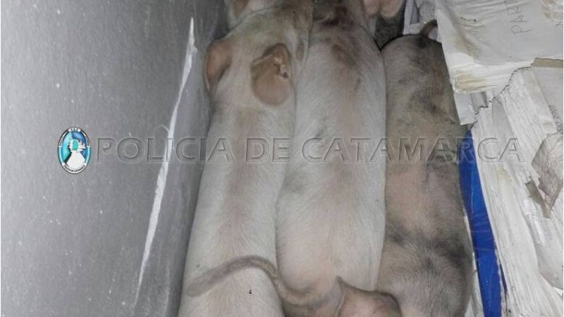 Rescataban a dos chanchos y terminaron aprehendiendo a cuatro personas