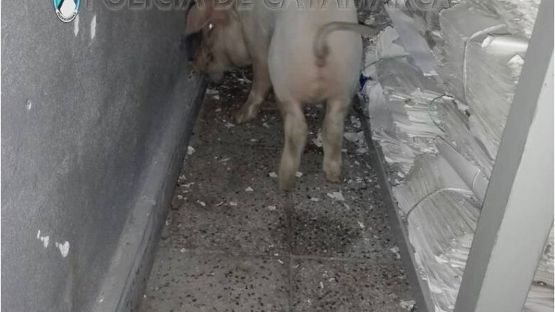 Rescataban a dos chanchos y terminaron aprehendiendo a cuatro personas