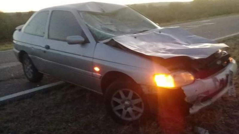 Accidente por animales sueltos en la ruta 60