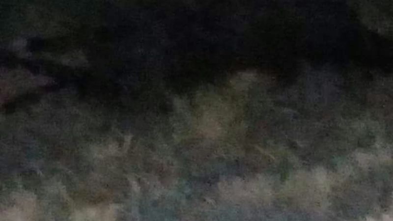 Accidente por animales sueltos en la ruta 60