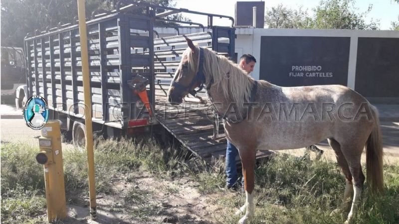 Secuestran un caballo en Av. Presidente Castillo