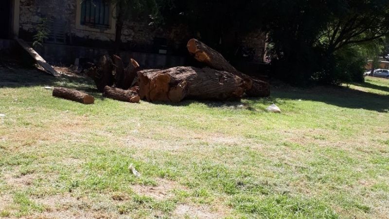 Secuestran algarrobo que era transportado sin documentación