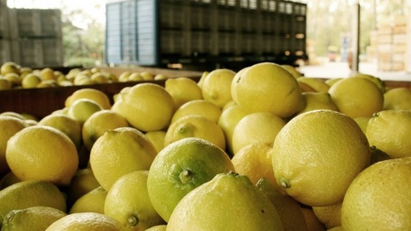 En abril parte el primer envío de limones tucumanos a EEUU