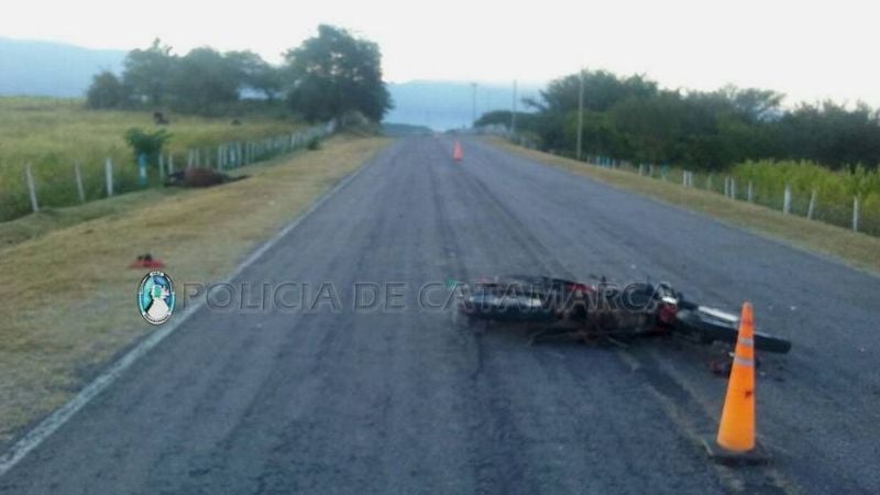 Policía internado tras sufrir un accidente por un animal suelto